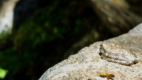A small, camouflaged frog resting on a rock in a natural, green environment.