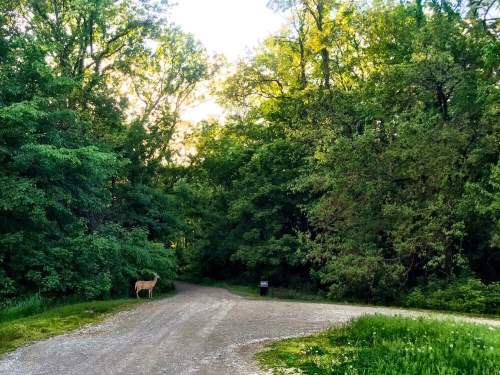 A deer stands near a fork in a gravel path surrounded by lush green trees and foliage.