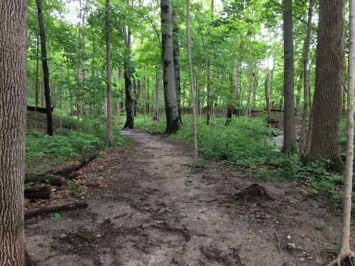 A dirt path winding through a lush green forest with tall trees and ferns on either side.