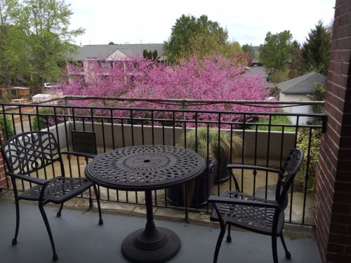 A balcony with a round table and two chairs, overlooking a vibrant pink flowering tree and nearby buildings.