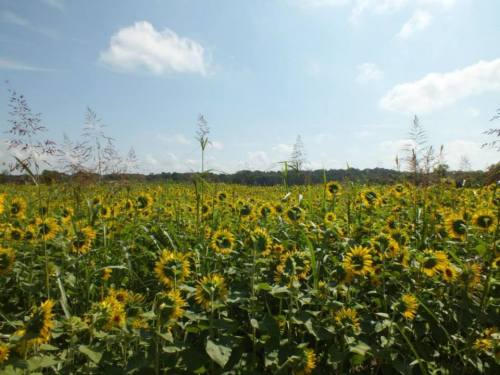 A vibrant field of sunflowers under a blue sky with fluffy clouds, surrounded by green foliage.