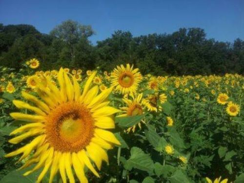 A vibrant field of sunflowers under a clear blue sky, surrounded by green foliage and trees in the background.