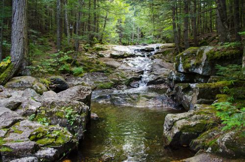 A serene forest scene featuring a small stream flowing over rocks, surrounded by lush green trees.