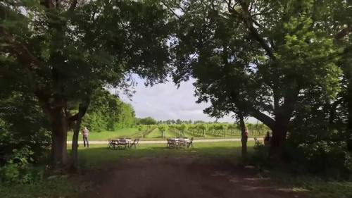 A scenic view of a vineyard framed by trees, with tables set up on a grassy area under a blue sky.