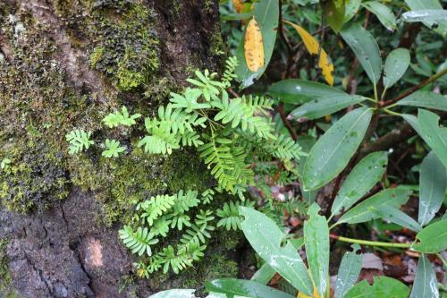 A close-up of green ferns growing on a mossy tree trunk, surrounded by lush green leaves in a forest setting.