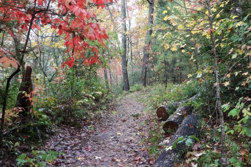 A winding forest path surrounded by colorful autumn leaves and fallen logs, creating a serene natural scene.