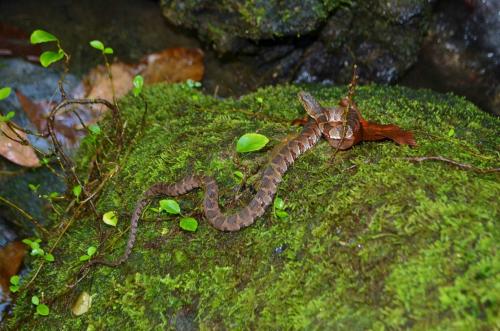 A brown snake resting on a mossy rock, surrounded by small green plants and leaves.