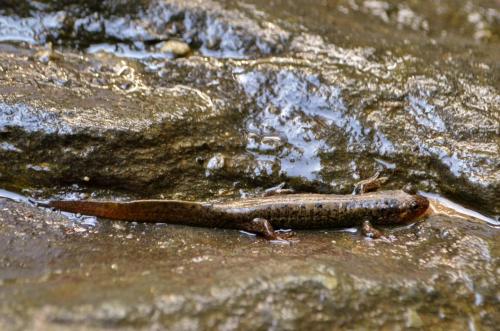 A salamander crawling on wet, rocky terrain, showcasing its elongated body and smooth skin.