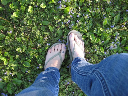 A pair of feet in flip-flops standing on grass with small purple flowers, surrounded by green leaves.