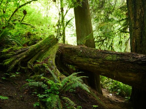A lush forest scene featuring a fallen tree covered in moss, surrounded by ferns and tall green trees.