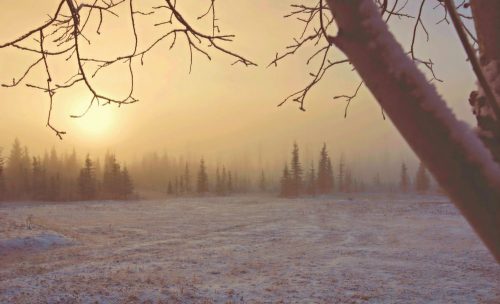 A misty winter landscape with silhouetted trees and a soft, glowing sun rising in the background.