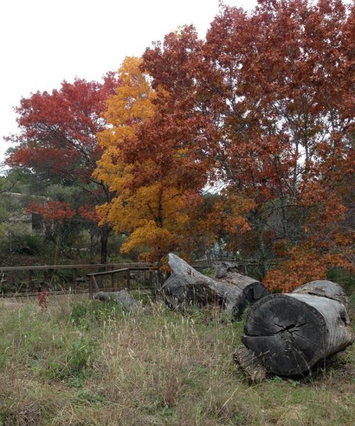 Colorful autumn trees with red and yellow leaves, fallen logs, and a grassy area in a serene outdoor setting.