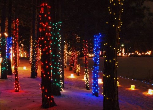 Colorful holiday lights adorn trees in a snowy forest, creating a festive nighttime atmosphere.