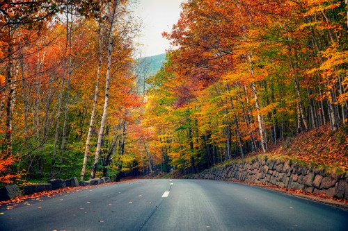 A scenic road lined with vibrant autumn trees in shades of orange and yellow, leading into a forested area.