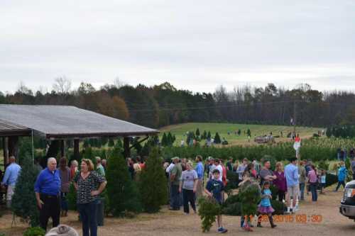 A crowd of people gathers at a tree farm, with green trees and fields in the background on a cloudy day.