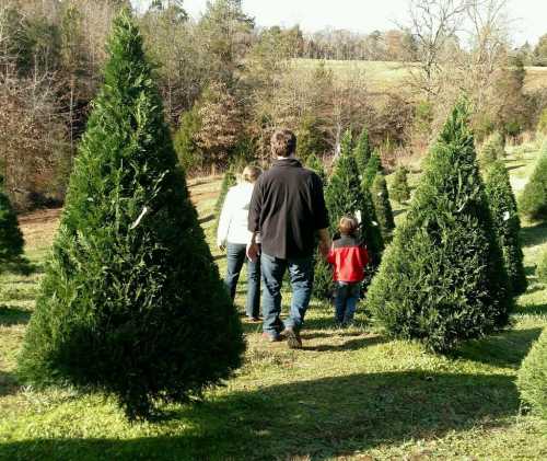 A family walks among Christmas trees in a field on a sunny day, surrounded by greenery and autumn foliage.