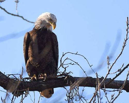 8 Spectacular Spots To See Eagles In Arkansas