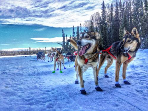 A team of sled dogs in harnesses stands on snow, surrounded by trees and a clear blue sky.