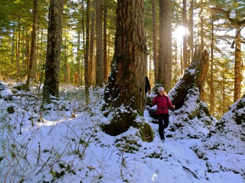 A person in a pink jacket walks through a snowy forest, surrounded by tall trees and sunlight filtering through the branches.
