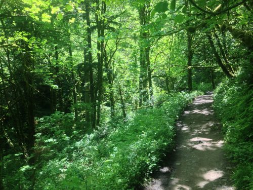 A winding dirt path through a lush green forest, surrounded by tall trees and dense foliage.
