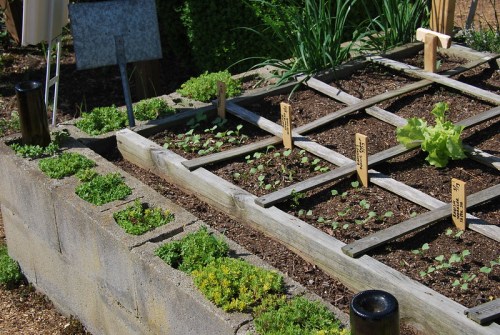 A garden bed with wooden grids, featuring young plants and labeled markers, surrounded by lush greenery.