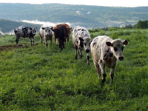 A group of cows walking through a lush green field with rolling hills in the background.