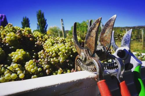 Close-up of pruning shears resting on a container filled with green grapes under a clear blue sky.