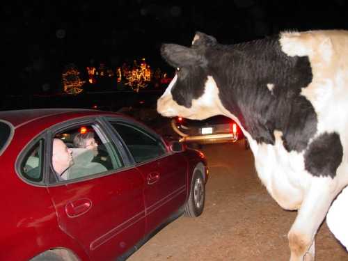 A large cow approaches a car with people inside, illuminated by festive lights in the background at night.