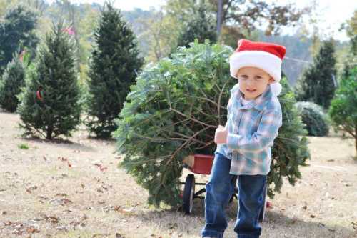 A young child in a Santa hat pulls a wagon with a Christmas tree, surrounded by evergreen trees in a festive setting.