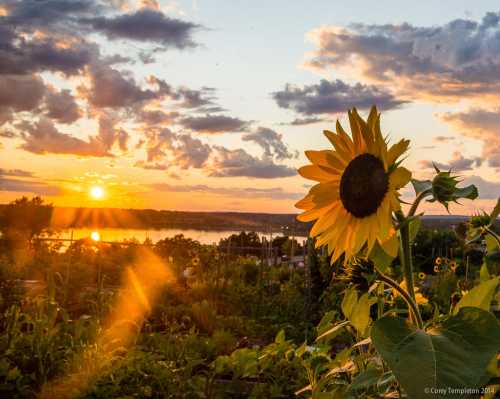 A vibrant sunflower stands in a garden at sunset, with golden rays illuminating the sky and reflecting on the water.