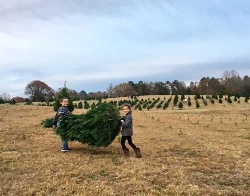 Two children carry a Christmas tree across a field with rows of trees in the background under a cloudy sky.