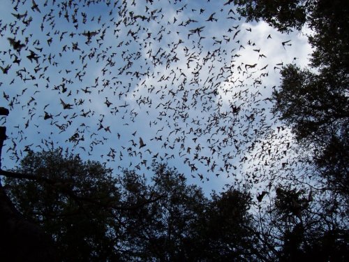 A large swarm of bats flying against a blue sky, surrounded by trees below.