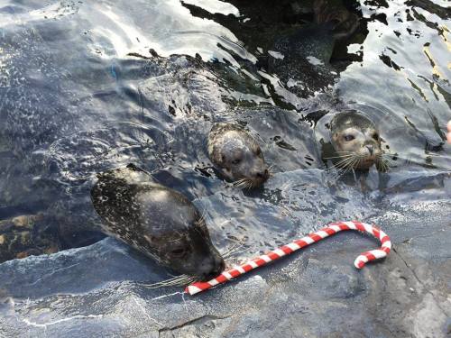 Three seals swim in water, curiously looking at a red and white striped candy cane floating nearby.