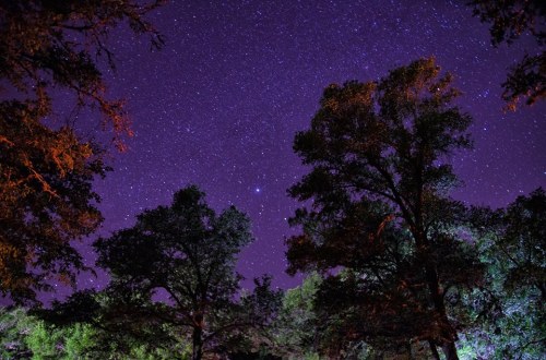 A starry night sky filled with twinkling stars, framed by silhouetted trees against a purple backdrop.