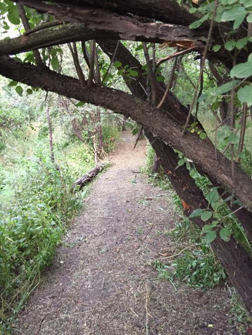 A narrow dirt path winding through a lush, green forest with overhanging branches.
