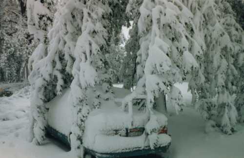 A car buried under heavy snow, surrounded by snow-covered trees.