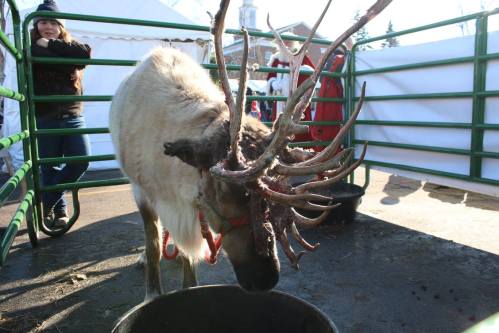 A reindeer with large antlers stands near a feeding trough, while a person leans against a fence in the background.