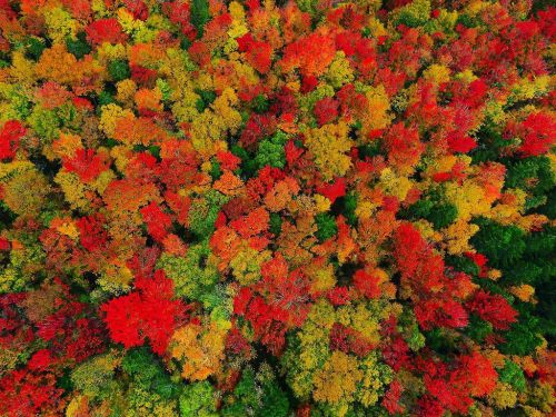 Aerial view of a vibrant forest in autumn, showcasing a mix of red, orange, yellow, and green foliage.