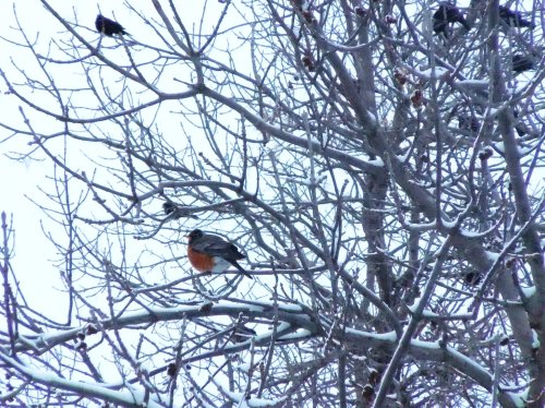 A robin perched on a snow-covered tree branch, surrounded by bare branches in a winter landscape.