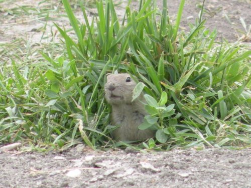 A small animal peeks out from a grassy burrow, surrounded by green grass and plants.