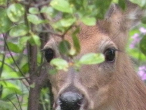 A close-up of a deer partially hidden behind green leaves, with soft focus on its eyes and nose.