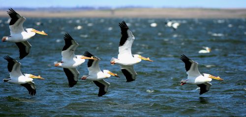 A group of pelicans flying in formation over a calm body of water, with a blurred background of land and sky.