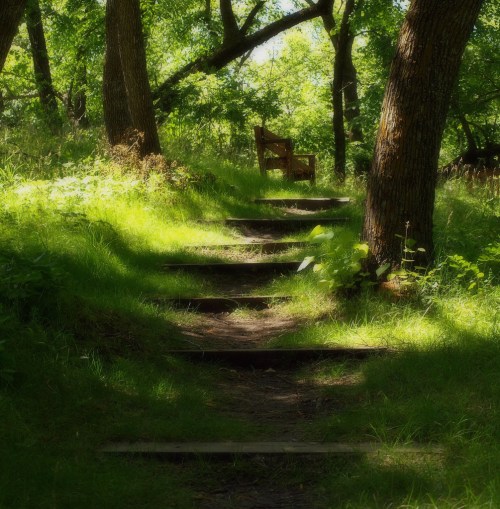 A serene path of wooden steps leads through lush green grass to a bench under trees in a peaceful forest setting.