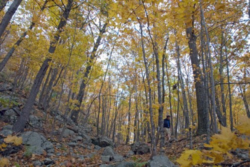A hiker walks through a forest of tall trees with vibrant yellow autumn leaves scattered on the ground.