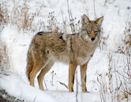 A coyote stands in a snowy landscape, surrounded by sparse vegetation, with a focused expression.