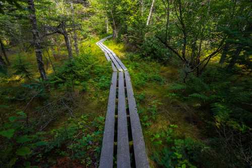 A winding wooden boardwalk through a lush green forest, surrounded by trees and vibrant foliage.