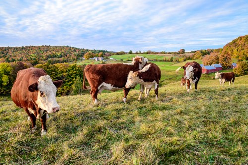 A group of cows grazing on a grassy hillside with colorful trees and a farm in the background under a blue sky.