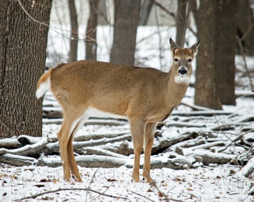 A deer stands in a snowy forest, surrounded by trees and fallen branches.