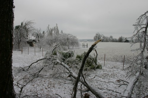A winter landscape with ice-covered trees and fallen branches, set against a gray sky and a snowy field.