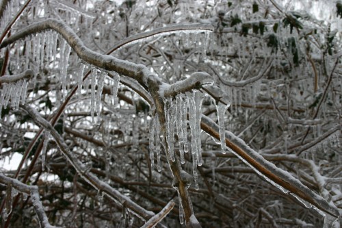 Icicles hang from a tree branch, surrounded by a frosty landscape of ice-covered foliage.